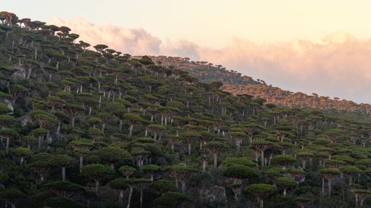 trees-on-socotra-island-yemen-photo-by-andrew-svk-on-unsplash-740x416